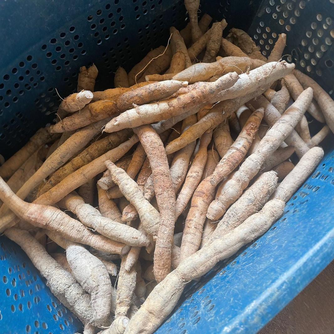 百草源牛大力薯新鲜货粉质小圆牛500g滋补煲汤泡酒正宗大叶牛批发