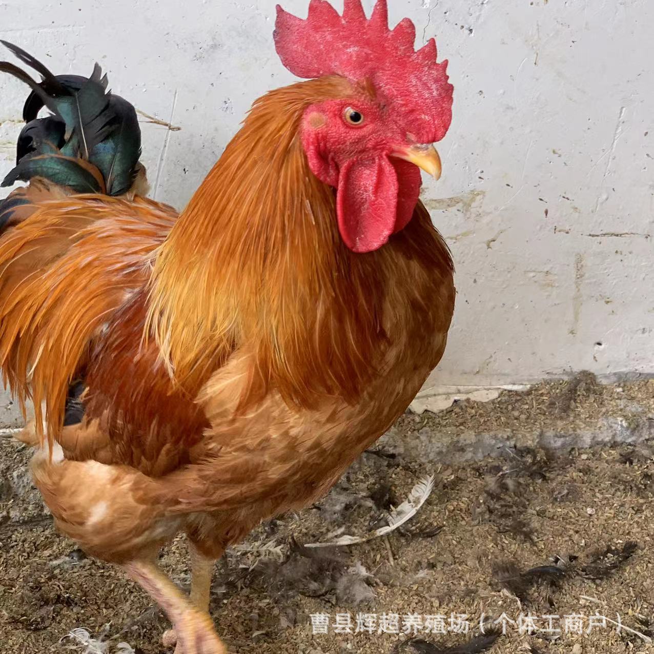 农村生态散养红玉公鸡苗活体脱温红玉公鸡苗大体型红玉公鸡蛋价格