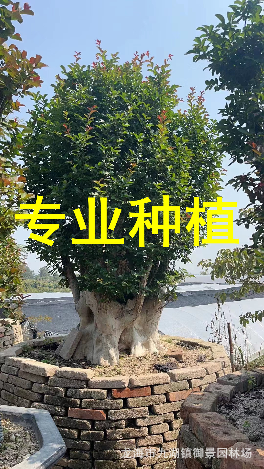 河南紫薇桩景 上海赔偿紫薇桩头 安徽占地紫薇桩价格 百日红基地