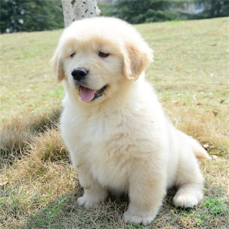 出售精品金毛犬活体幼犬宠物犬狗活体小狗纯种金毛双血统大骨架大