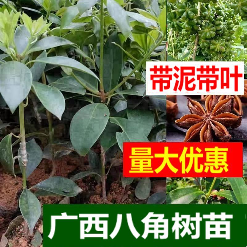 广西八角苗嫁接苗批发罗马东荣种正宗古龙矮化八角树苗八角大料苗