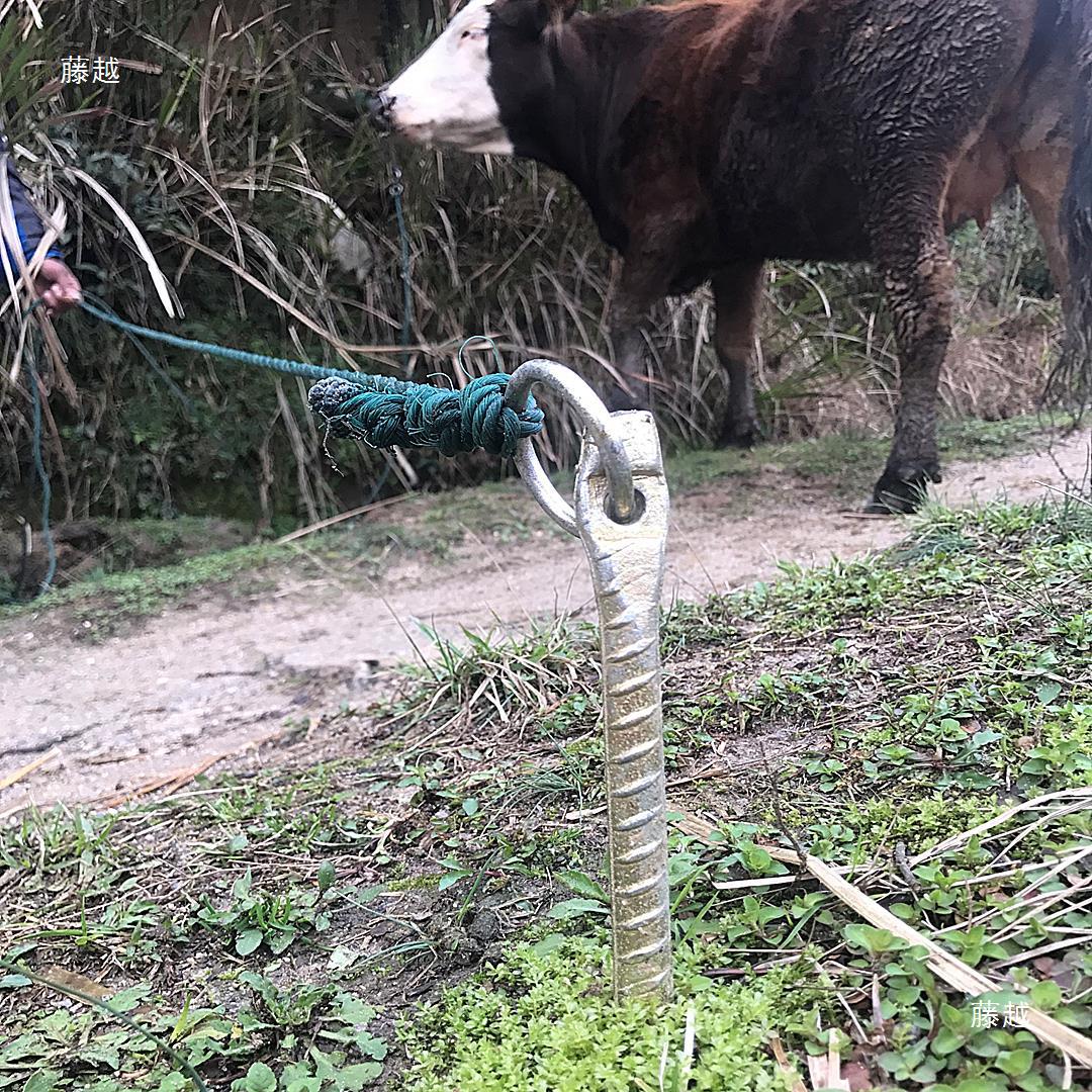 Long and Thick Large Dogs Supplies Breeding Cattle, Horses and Sheep Tent Greenhouse Thread Bolt Dog Pile Bolt Stake Underpinning Nail