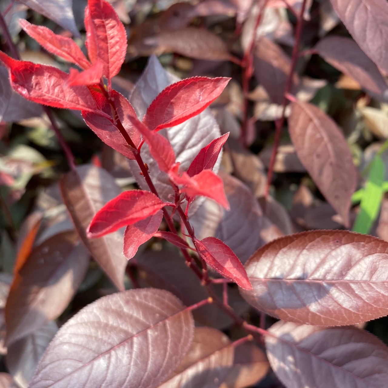 密枝红叶李 丛生紫叶李营养杯容器苗批发价格