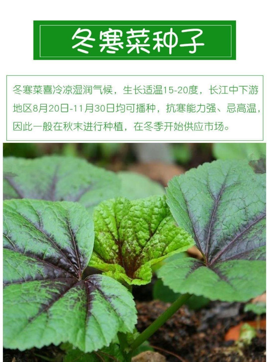 四季糯米冬寒菜种子 冬寒菜蔬菜种子苋菜阳台菜园盆栽均可种种植