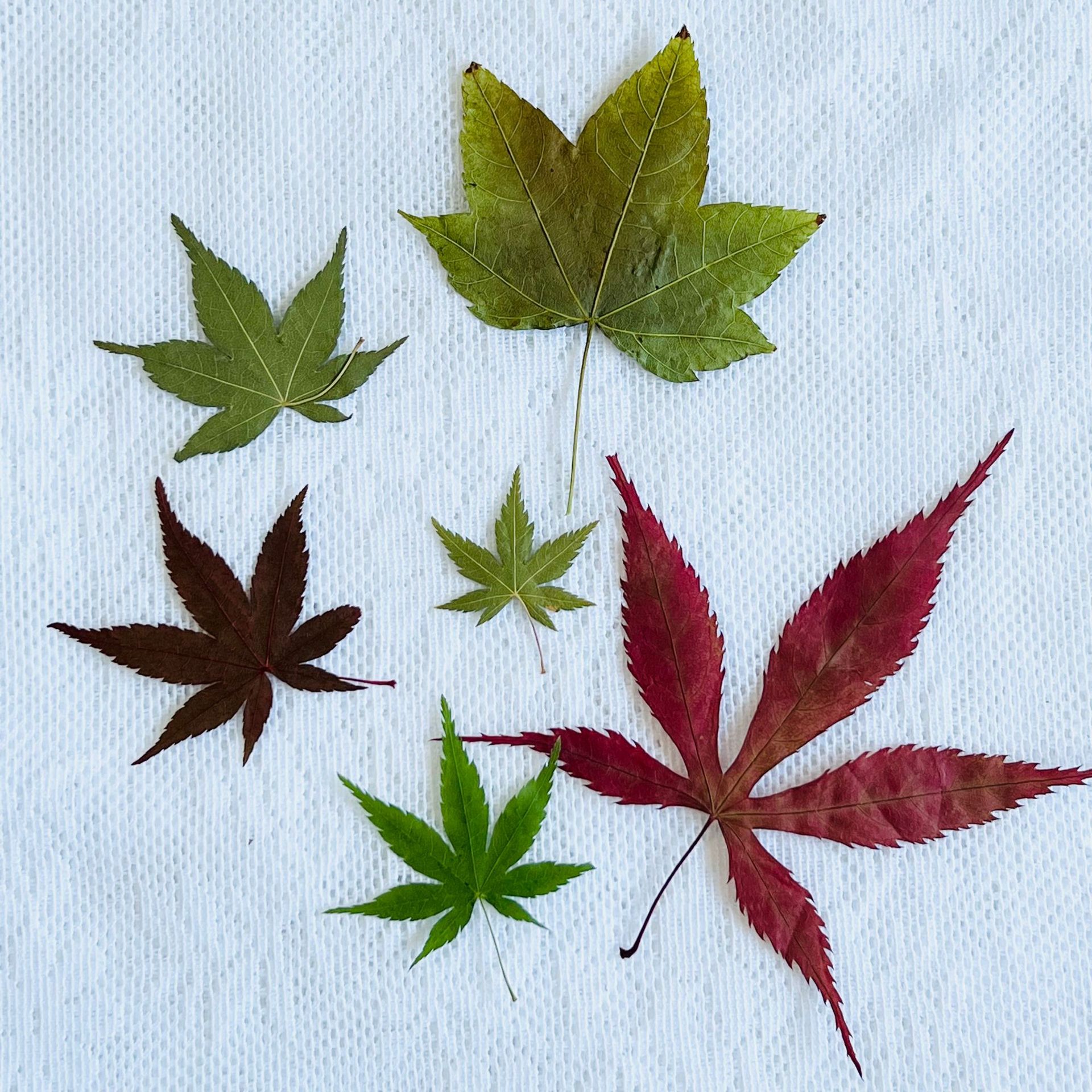 押花干花 红色绿色枫叶植物标本真树叶子diy压花相框相册压花贴画