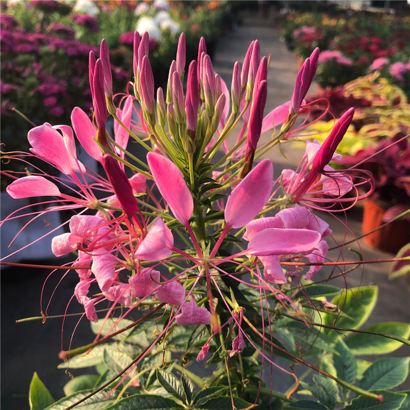 醉蝶花盆栽苗带花阳台庭院耐热耐晒花卉室外花园花镜花从植物易养