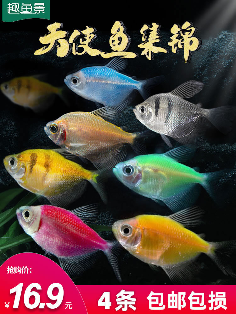 天使鱼 彩色鱼热带鱼观赏鱼淡水 小型鱼活体彩虹鱼灯科鱼好养易活