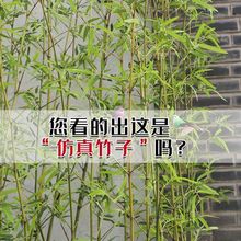 装饰竹子仿真竹子室内假隔断屏风挡墙造景室内盆栽加密绿植速卖通