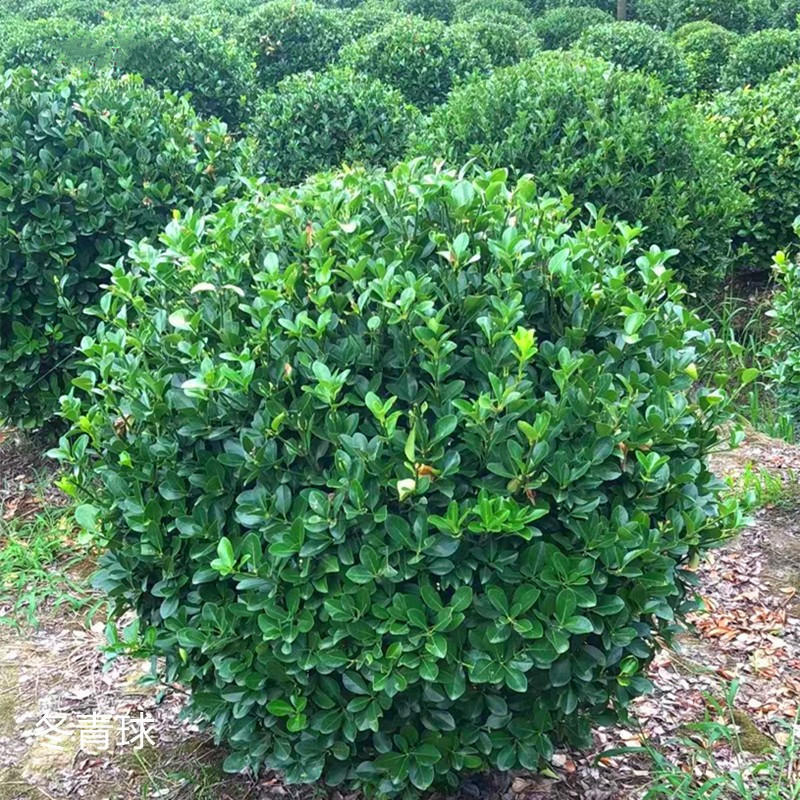 冬青球耐寒耐旱绿植四季常青庭院绿化工程苗木大叶黄杨球大型好养