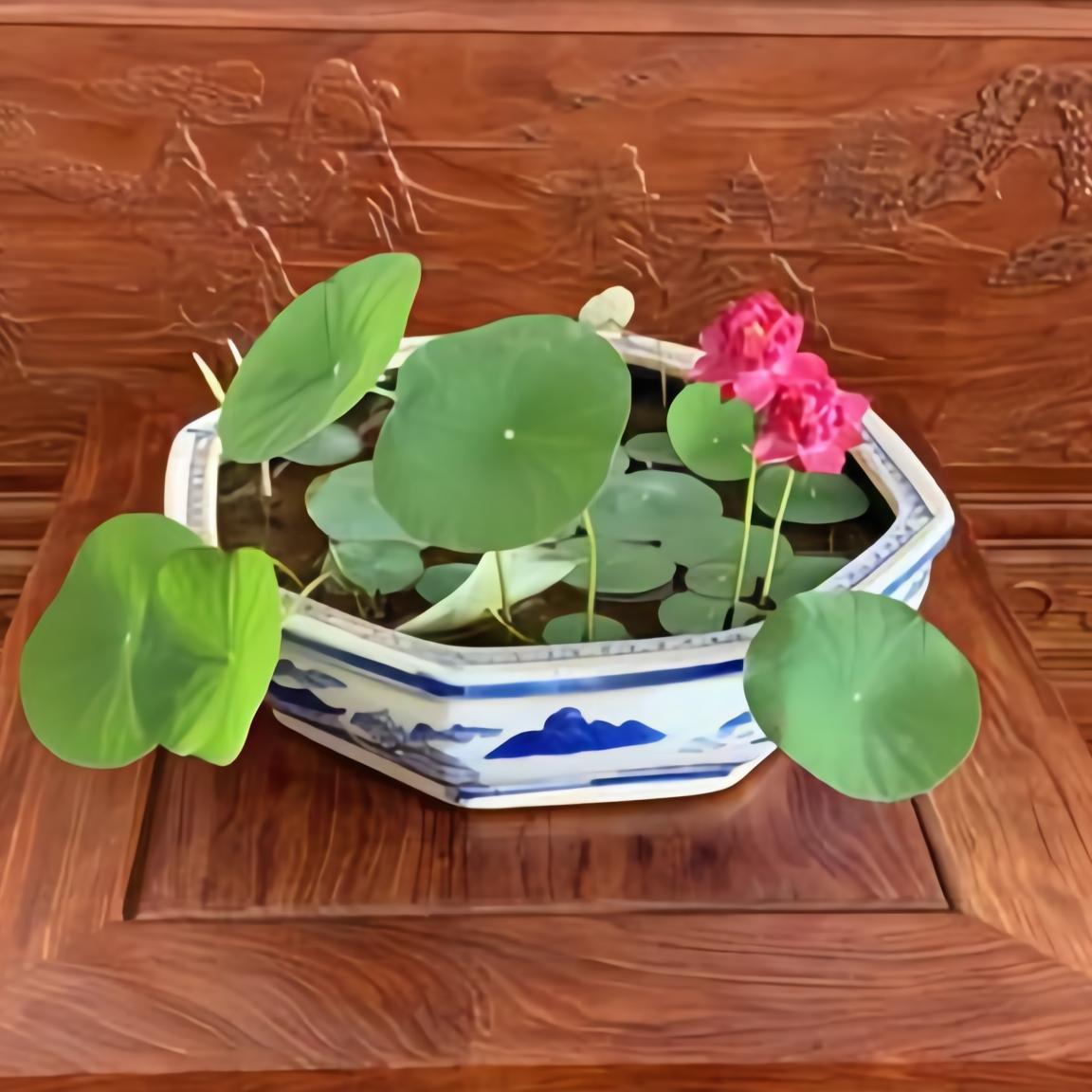 室内四季无土水培植物睡莲荷花种子播种碗莲已开口盆栽绿植花卉