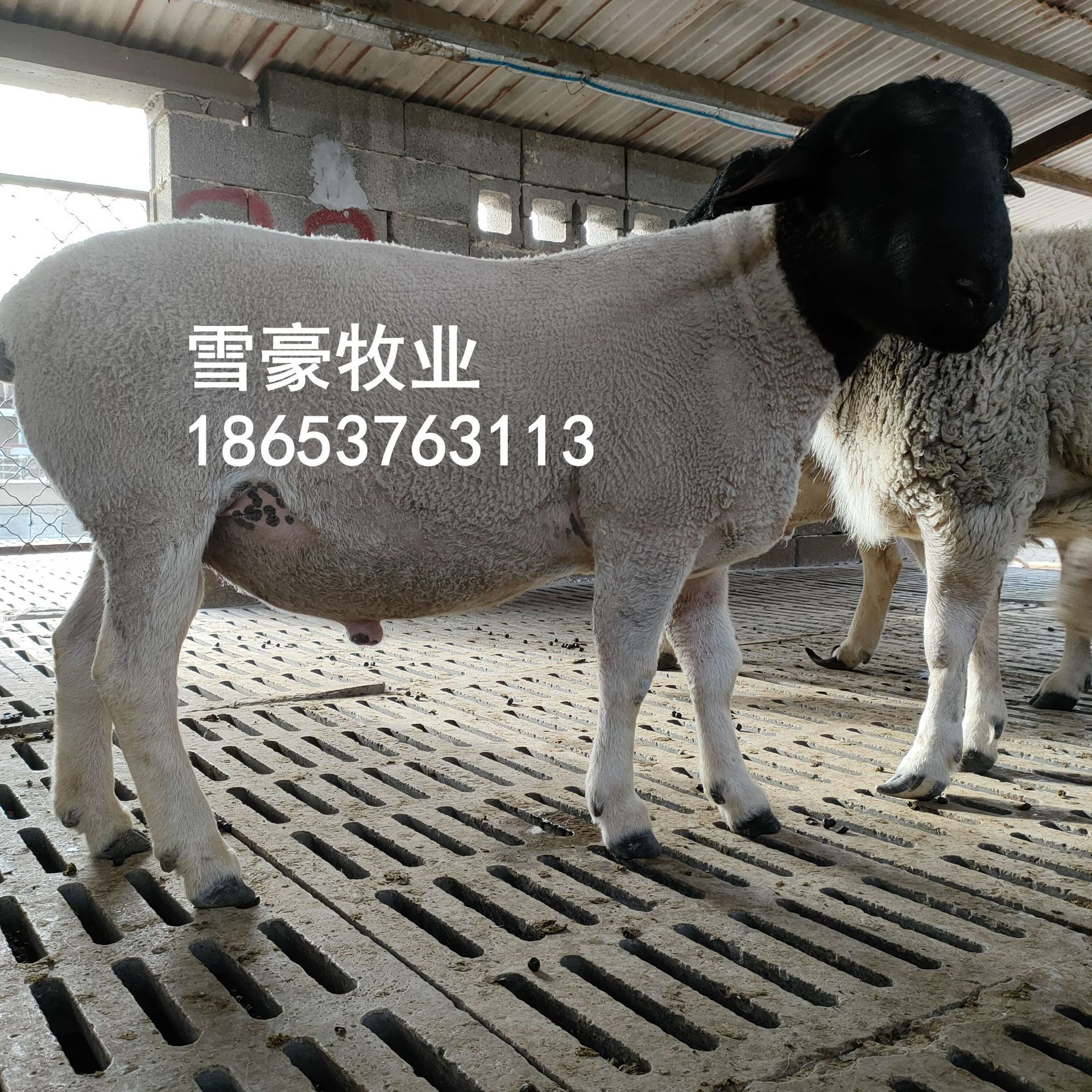 杜泊绵羊养殖效益 波尔山羊奶山羊杜泊 波尔山羊羊羔