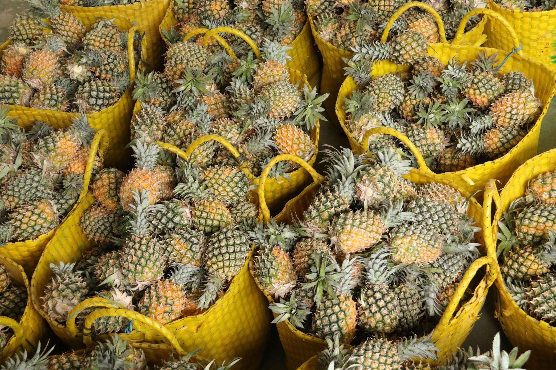 产地货源广东徐闻香水菠萝4斤送1斤新鲜水果批发非海南金钻凤梨