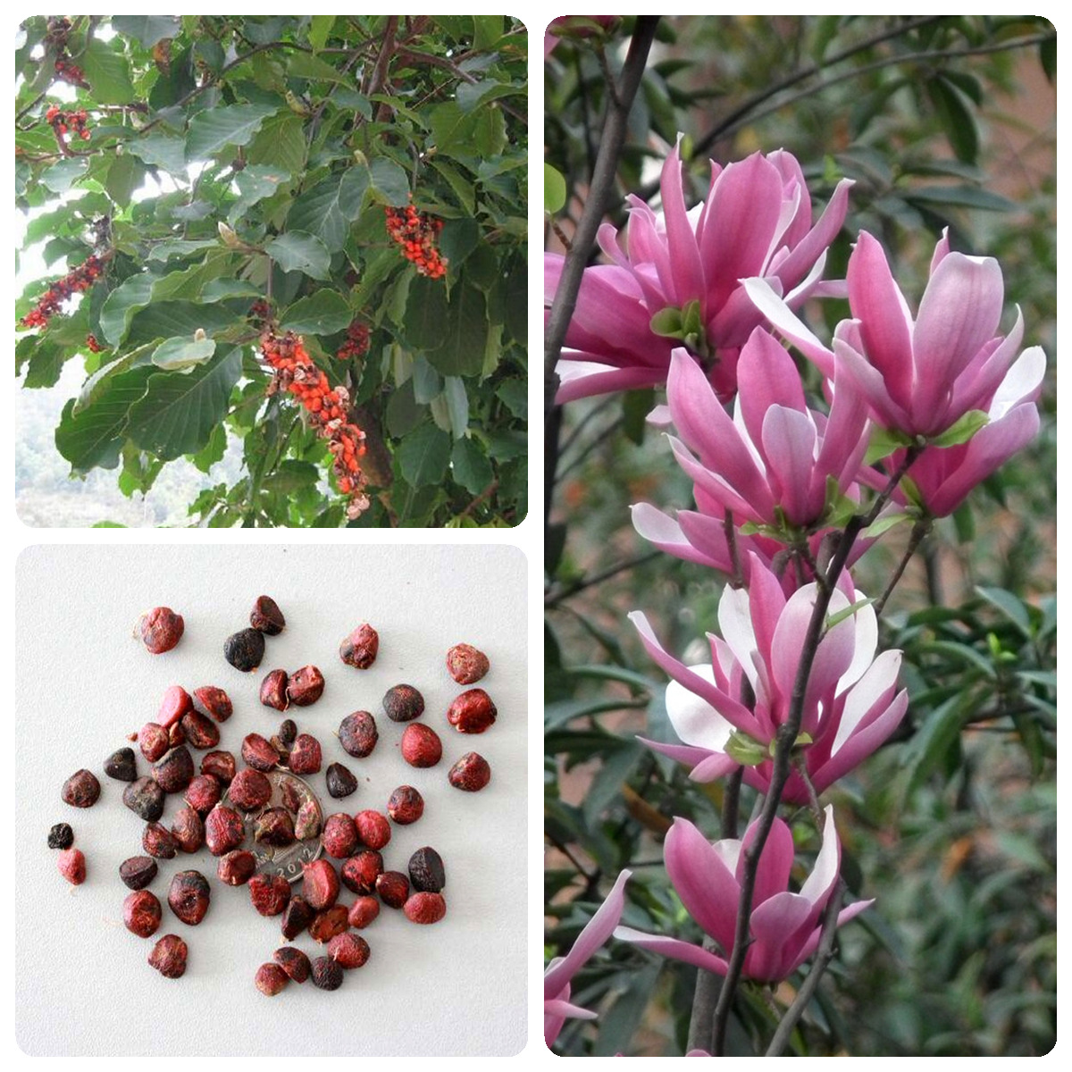 78成交4羊蹄甲种子 红花洋蹄甲香港洋大花紫荆臭椿青果广玉兰