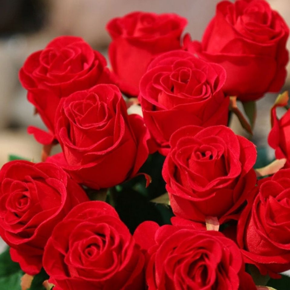 玫瑰花鲜花山东