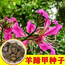 羊蹄甲种子 红花洋蹄甲香港洋大花紫荆臭椿青果广玉兰小杜英种子