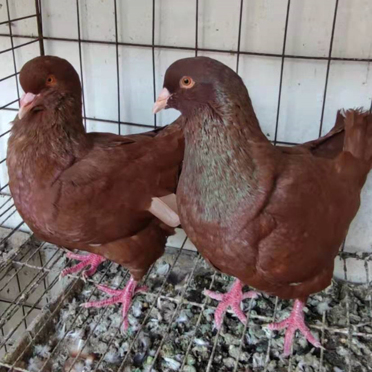 红卡奴鸽子 黄卡奴鸽 落地王鸽价格 红色元宝鸽子活体