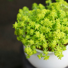 黄金万年草 佛甲草 护盆草多肉植物易群生新手易养 多颗组合