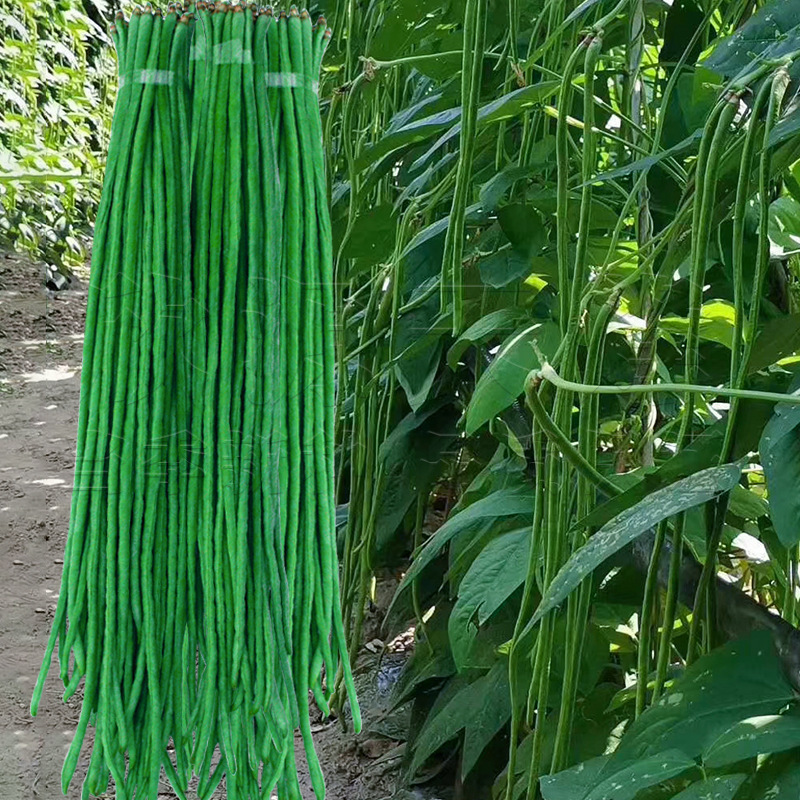 02成交1680粒批发长豆角种子 四季豆 豆子 眉豆种子 豌豆 蚕豆种子 四