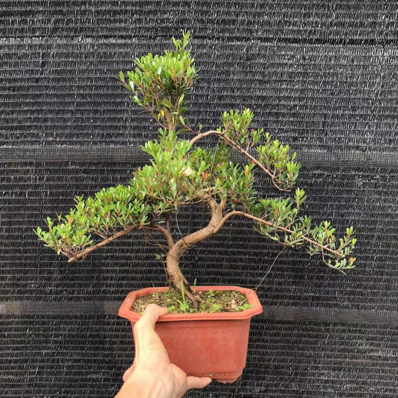 基地批发 250方盆s型红杨 家庭阳台景观造型树桩盆景