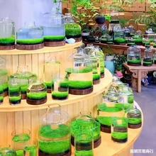 水草种子生态玻璃瓶真植物种籽盆栽套餐水培绿植装饰草缸鱼缸造景
