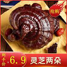 海南纯野生灵芝王 特级野生小红灵芝 250克_阿里巴巴找货神器