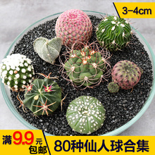 宽刺王凌波 实生王凌波 仙人球 阳台绿植 沙漠绿植 直播可挑_阿里巴巴