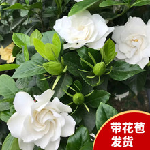 栀子花盆栽带花苞花卉植物室内四季开花阳台水培绿植树苗好养易活