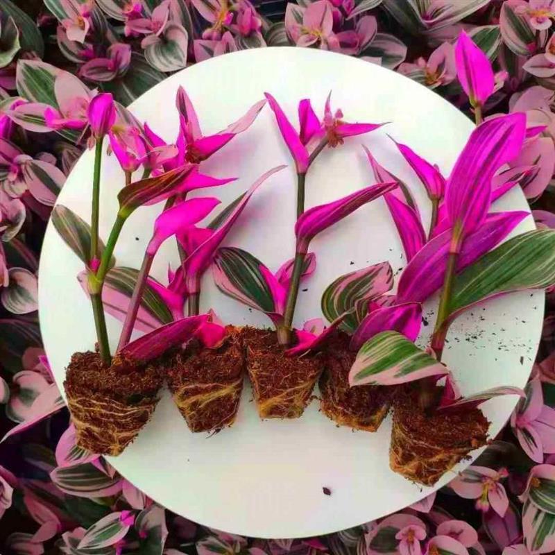 油画婚礼三色懒人进口吊兰易爆盆好养活吸甲醛室内办公多肉植物