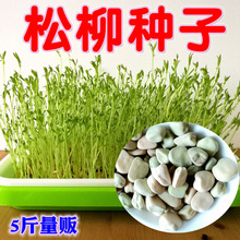 松柳种子芸松三角豌豆芽苗菜种籽专用马牙豆室内无土栽培阳台蔬菜