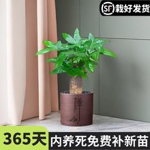 发财树盆栽室内客厅办公室桌面绿植小盆景四季常青花卉易活植物