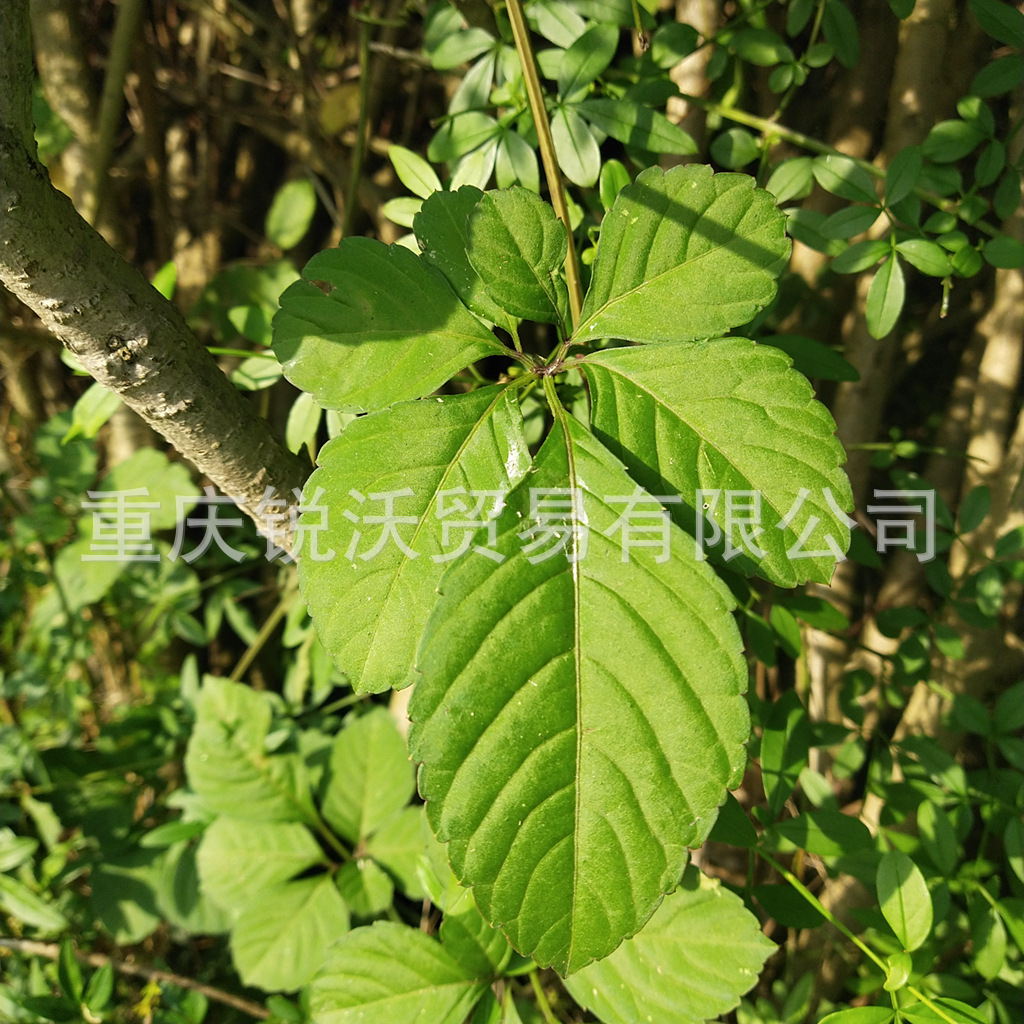 500克批发干品乌蔹莓茎叶乌敛草 母猪藤-阿里巴巴