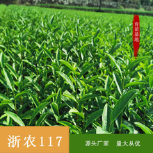 供应茶苗，紫娟，红茶原料，浙农117