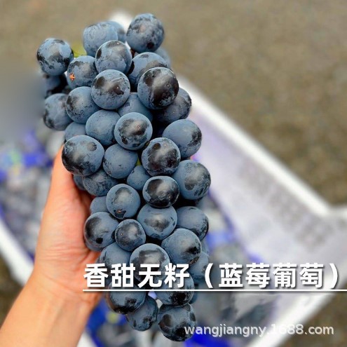 蓝莓葡萄浪漫红颜香印晴王醉金香金香一号白罗莎青提金手指葡萄树