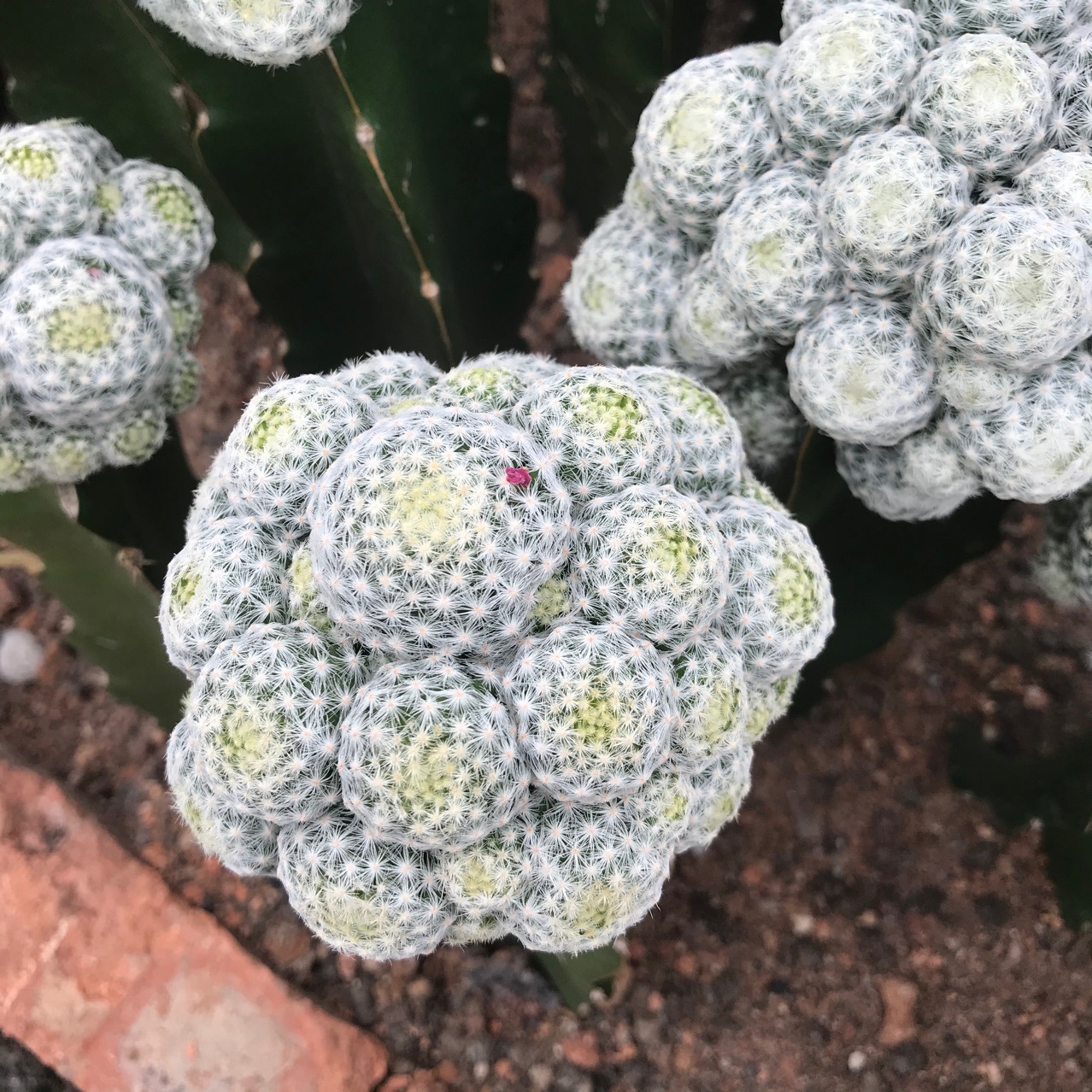 带三角柱姬春星仙人球多肉植物小盆栽绿植-阿里巴巴