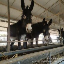 批量出售肉驴 改良驴苗价格 繁殖快 肉驴养殖场 劳动力骡子