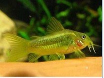 野生进口蓝皮鼠鱼冷门热带底层观赏鱼_阿里巴巴找货神器