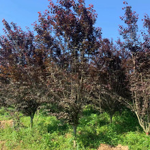 红叶李行道树地径10-12公分园林绿化别墅庭院落叶风景造型红叶李