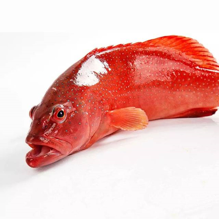 东星斑 活冻东星斑 1斤-3斤左右一条 刺少肉多 肉质细腻