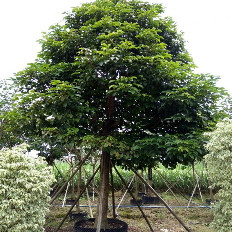 基地绿化花木秋枫树秋枫行道树乡村绿化植物园林绿化盆栽厂家批发