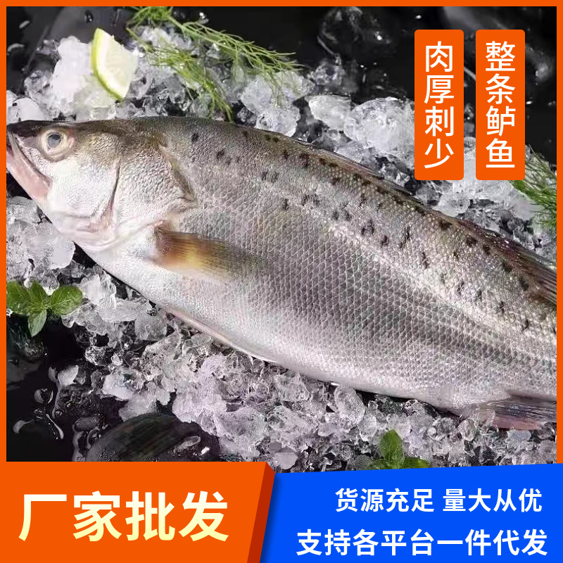 新鲜整条鲈鱼鲜活速冻海捕七星鲈鱼冰鲜海鱼烤鱼半成