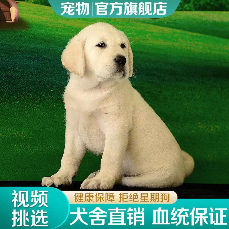 拉布拉多犬幼犬纯种活体出售双血统赛级导盲犬拉布拉多幼犬宠物狗