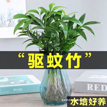 水培驱蚊竹柏植物室内水养绿植花卉盆栽办公室桌面四季常青好养活