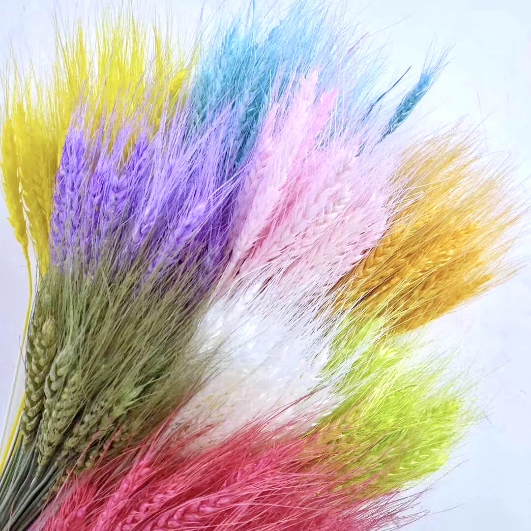 麦穗干花花束 大麦小麦子田园装饰婚礼装饰 麦子多色厂家批发直供