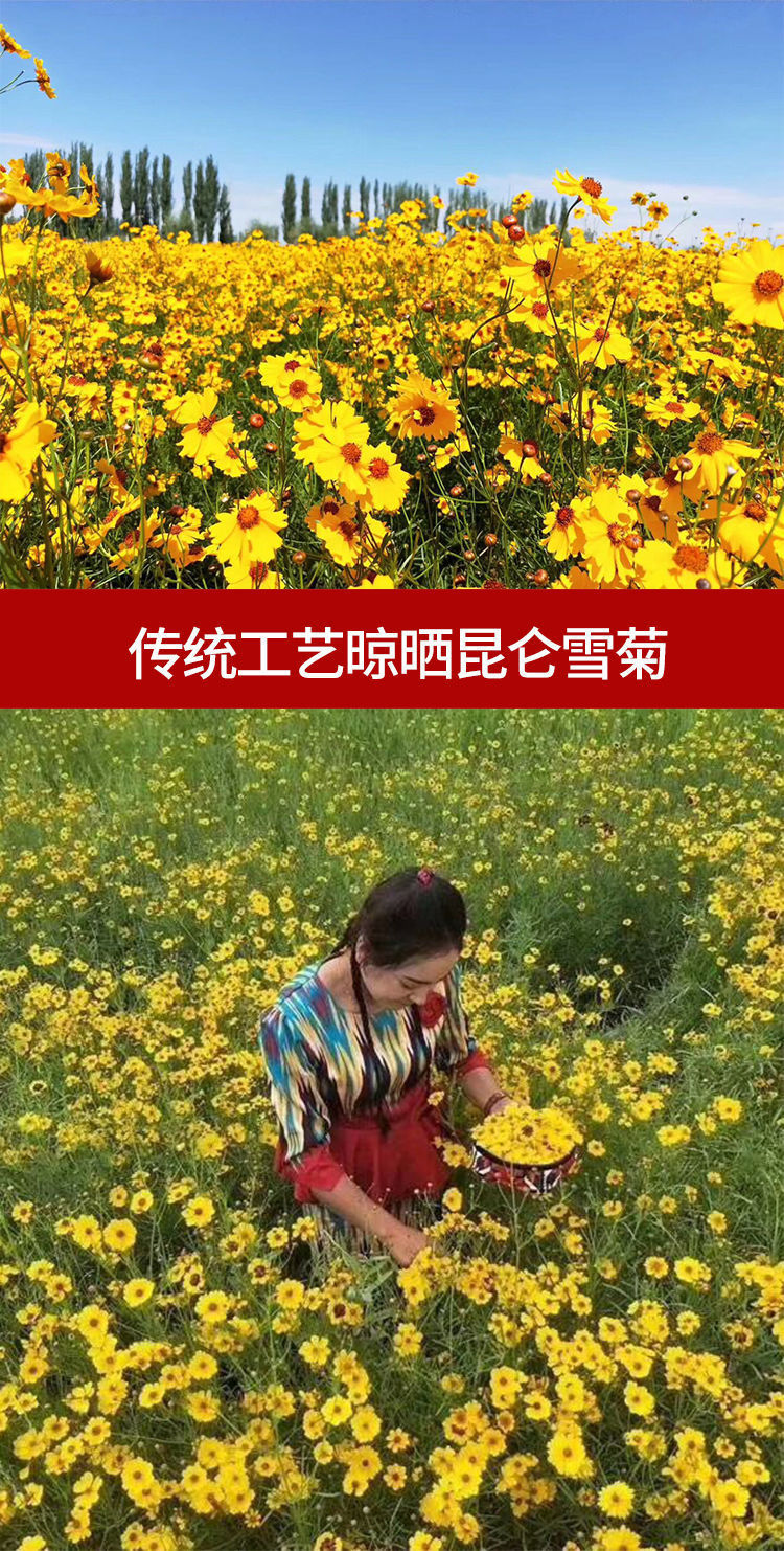 发7罐 昆仑雪菊新疆特产野生雪菊胎菊王昆山天山血菊花养生茶