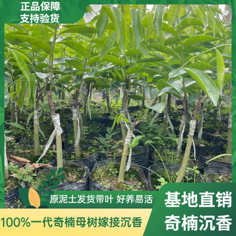 一代奇楠母树嫁接沉香绿奇楠树苗 白奇楠名贵苗木结香快包邮