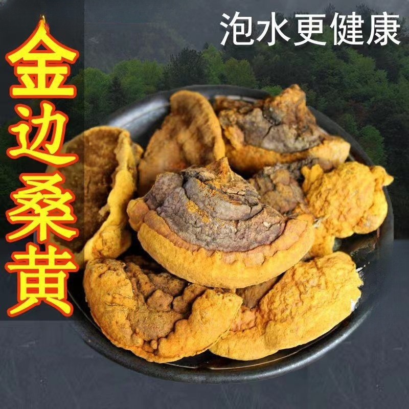 桑黄野生桑黄材黄金桑黄真品老偏方泡水灵芝食药用菌-阿里巴巴