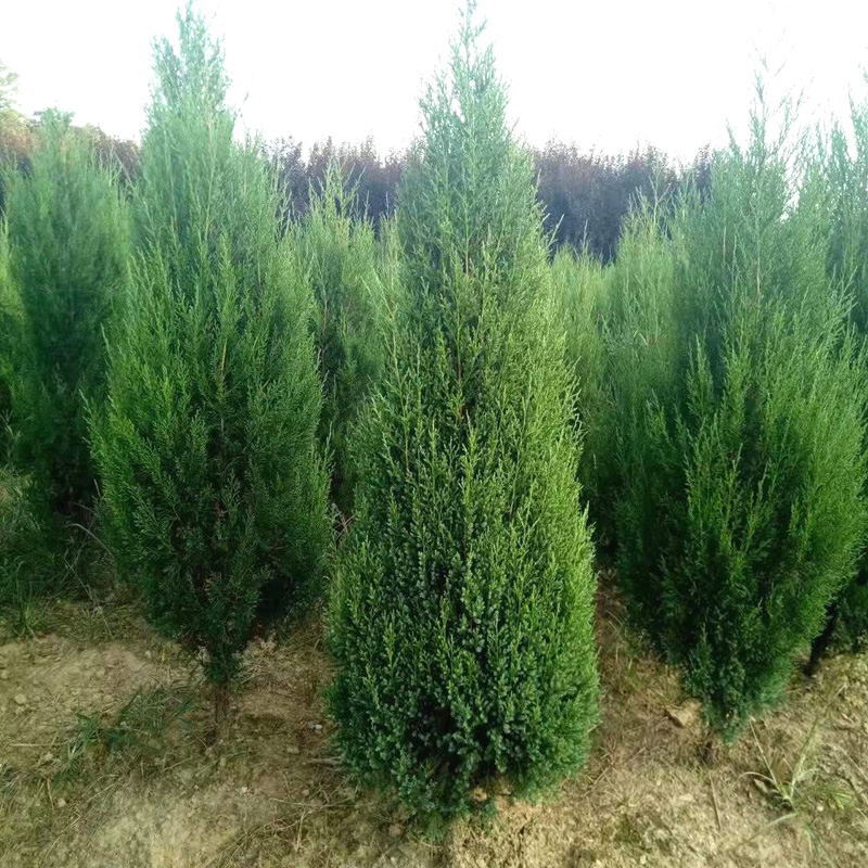 塔柏蜀桧墓地松扫墓松清明松柏树苗桧柏松柏树龙柏工程绿化苗包邮