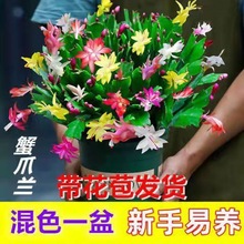 蟹爪兰多色带花苞盆栽室内外好养花卉四季开花苗绿植速卖通代发