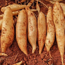 云南天山雪莲果新鲜水果12斤应当季现挖雪连果红心正品整箱包邮10