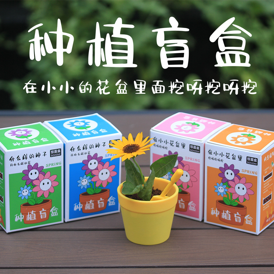 创意植物盲盒小盆栽儿童毕业小礼物种子花卉种植桌面迷你植物盆栽